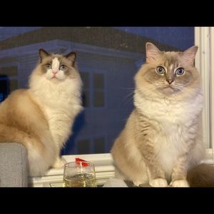 Meet your Posher, Yao